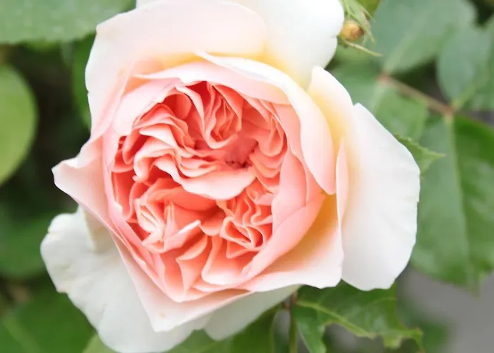 Chiesa Ignano 1778 * مارزابوتو