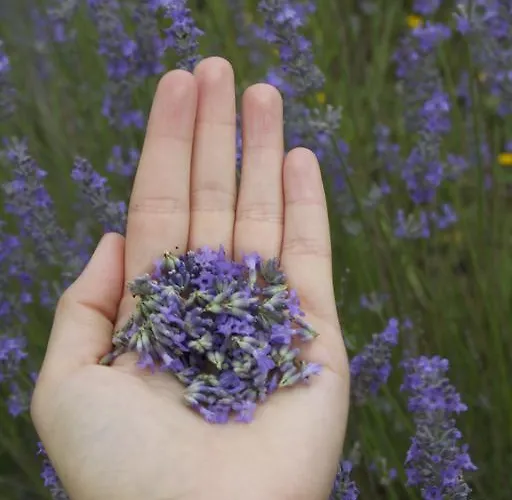 Chiesa Ignano 1778 * مارزابوتو