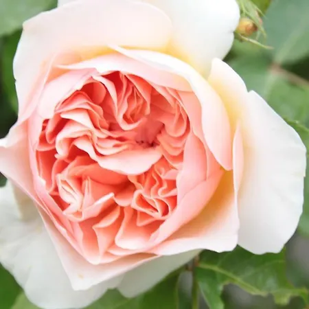 Chiesa Ignano 1778 * 마르차보토