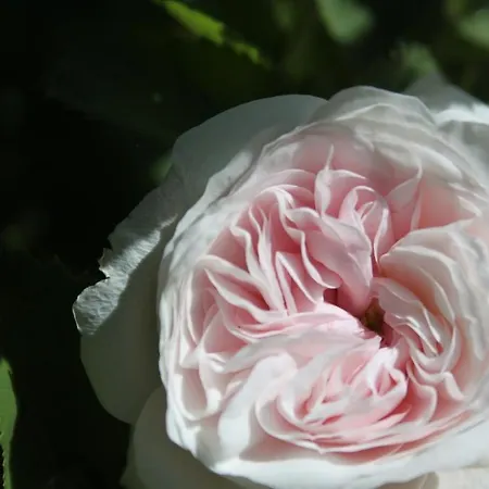 Chiesa Ignano 1778 * 마르차보토