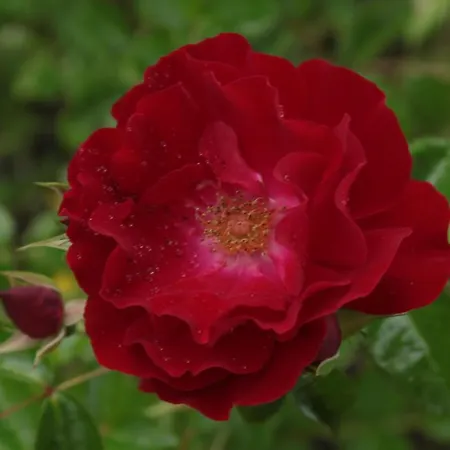 팜스테이 Chiesa Ignano 1778 *