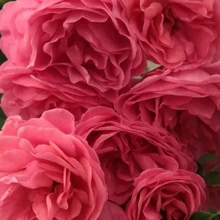 Chiesa Ignano 1778 Farm stay *