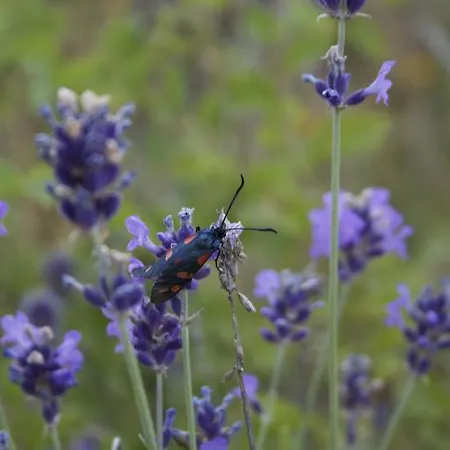 Chiesa Ignano 1778 팜스테이 *