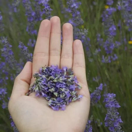 Chiesa Ignano 1778 * 마르차보토