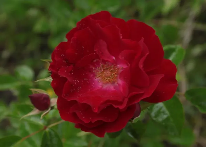 Lantgård Chiesa Ignano 1778 *