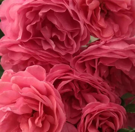 Chiesa Ignano 1778 Farmház *