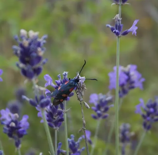 Chiesa Ignano 1778 Farmház *
